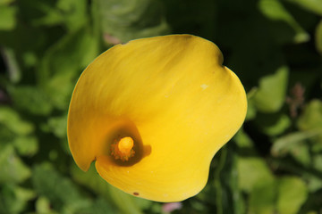 close up of yellow calla lily flower