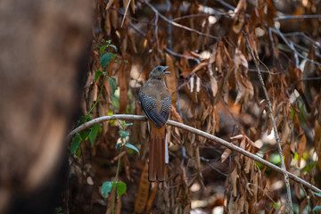 Orange - breasted Trogon