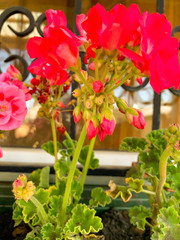 Bright pellargonium flowers on background of window.