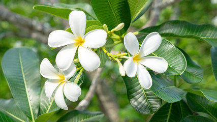 White color Plhumeria flowers with green leaf background.