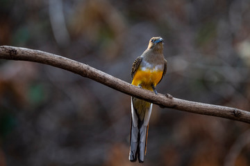 Orange - breasted Trogon