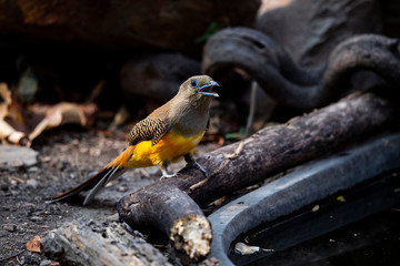 Orange - breasted Trogon