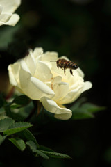 Striped bee over white rose