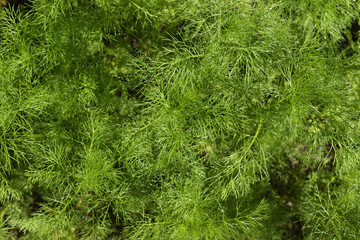  Green floral background. Dill. Hight quality photo