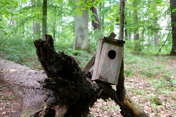 A wooden birdhouse on a fallen tree trunk in the forest.