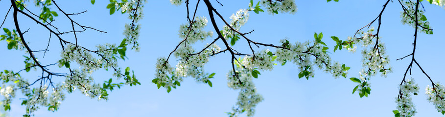 Cherry tree branches in bloom against a blue sky.