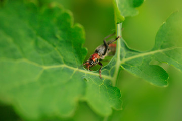 Portrait of cute spring beetle