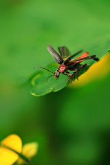Fototapeta na wymiar Portrait of cute spring beetle
