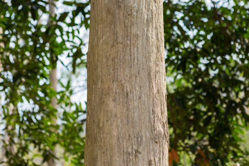 Teak tree in the forest in thailand