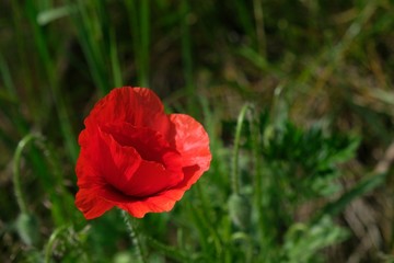 background, beautiful, beauty, bloom, blooming, blossom, bright, bud, closeup, color, field, flora, floral, flower, fresh, garden, grass, green, landscape, meadow, natural, nature, one, petal, plant, 