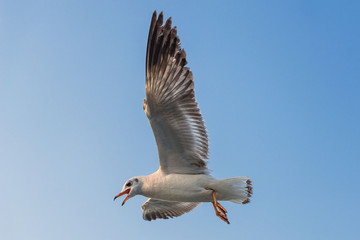 .sea ​​gulls in the sky over Mumbai