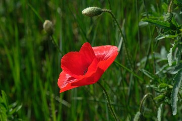 background, beautiful, beauty, bloom, blooming, blossom, bright, bud, closeup, color, field, flora, floral, flower, fresh, garden, grass, green, landscape, meadow, natural, nature, one, petal, plant, 