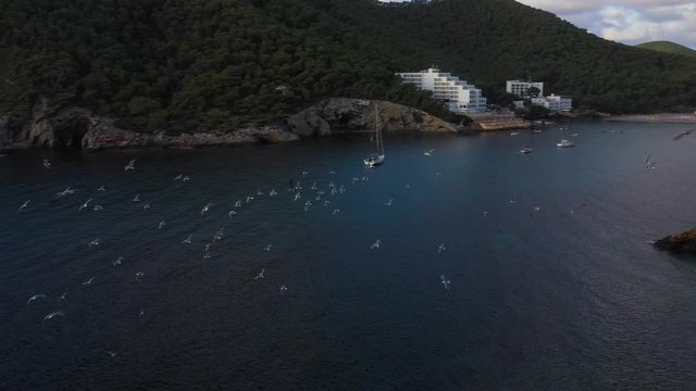 Flock of birds at sunset on a cliff. Aerial view of Cala Llonga beach. Beautiful aerial view of the bay at sunset. Ibiza, Spain.