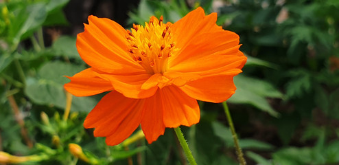 Panorama of orange Cosmos sulphureus flower on the sunny day.