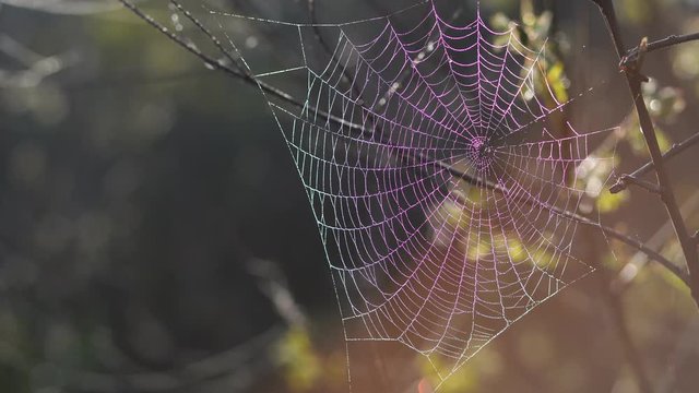 Closeup view 4k video footage of beautiful spider web hanging on branches of trees growing in spring forest isolated at sunrise blurry bokeh. Texture of web shine with water drops of fresh morning dew