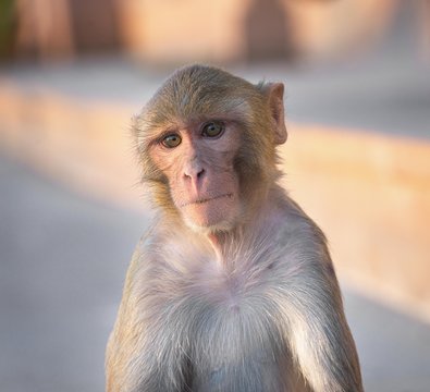 .Monkeys in Pushkar Lake, India, stray monkeys on the shores of the holy lake. Hindus worship monkey. Pushkar Lake is a sacred lake of the Hindus