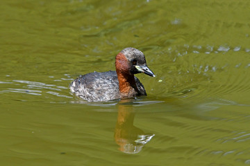 Little grebe / Zwergtaucher (Tachybaptus ruficollis) 