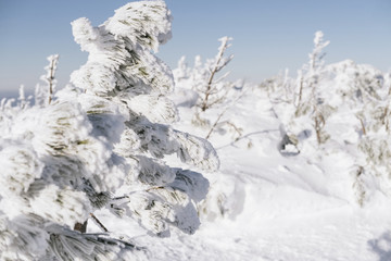 Fototapeta na wymiar Beautiful winter landscape with snow-covered fir trees branches. Deep snow and ice