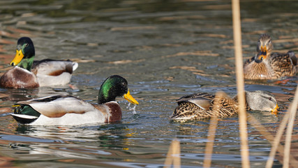Stockente (Anas platyrhynchos)