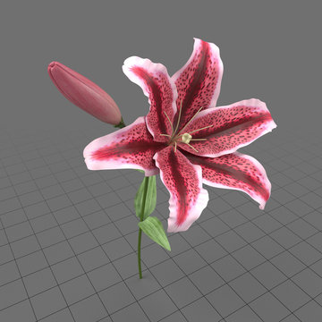 Lily flower 1