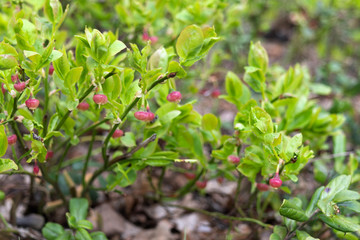 A blooming  bilberry (Vaccinium myrtillus) shrub with small red flowers