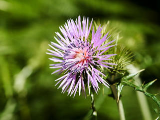 
Purple thistle flower with big bokeh on sunny day