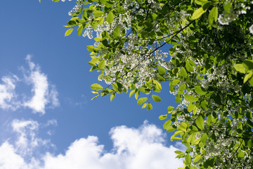 blue sky and tree top with white flowers