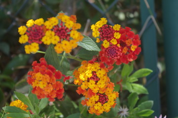 Orange and yellow lantana flower