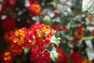 Orange and yellow lantana flower