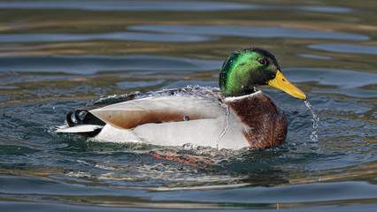 Stockente (Anas platyrhynchos)