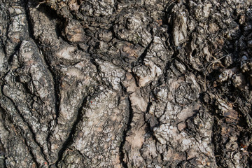 Textural background bark of an old tree gray
