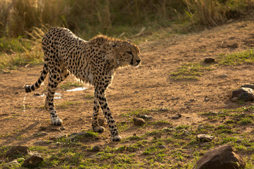 A drenched Cheetah in the evening light at Masai Mara, Kenya