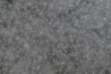 Fluff with poplar seeds blurred background