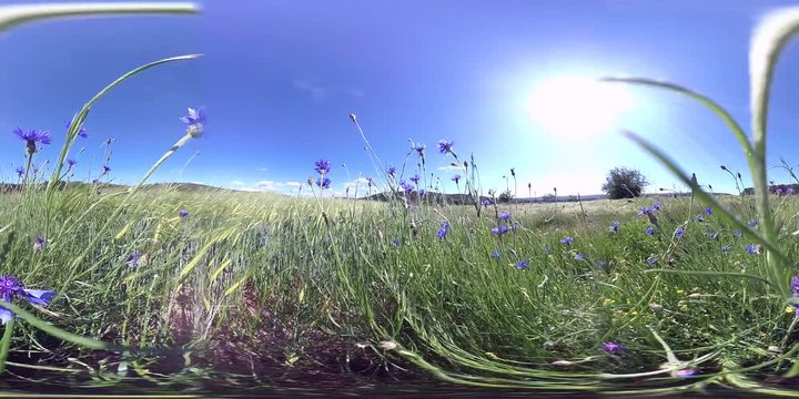 360VR, Bl&uuml;hende  Kornblumen am Gerstenfeld, VR360