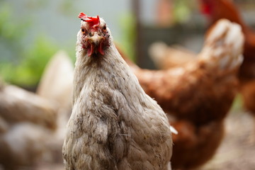 A white hen walks in a pen. Chickens search for grain while walking in a paddock on a farm