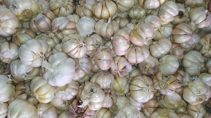 Freshly harvested Garlic as background