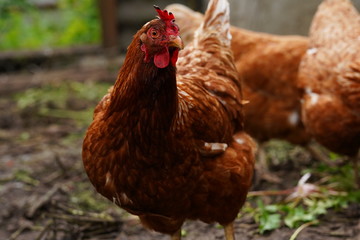 Chicken standing on a rural garden in the countryside. Close up of a chicken standing on a backyard shed with chicken coop. Free range birds