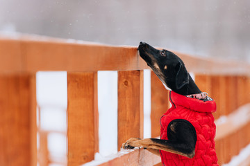 mixed breed dog in a winter jacket posing outdoors