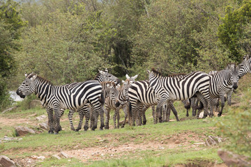 Fototapeta na wymiar A herd of Zebras in the bank of Mara river, Masai Mara, Kenya