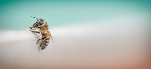 Bee on a light background with space for text.