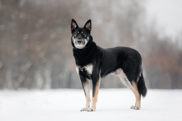 east european shepherd dog standing outdoors in winter