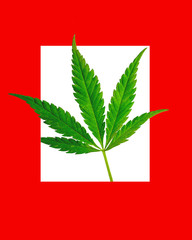 cannabis leaf in a red frame. bright background