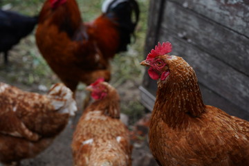 Red chicken walking in paddock. Ordinary red rooster and chickens looking for grains while walking in paddock on farm