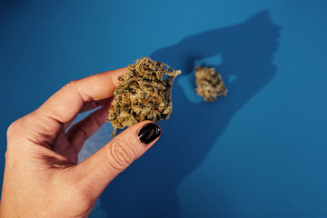 Marijuana Strain buds on blue background