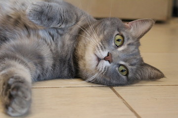 cat lying on the floor