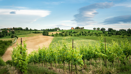 Fototapeta na wymiar Green vineyards and wonderful sky, idyllic landscape. Italy