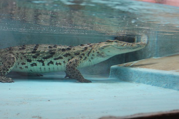alligator in the water