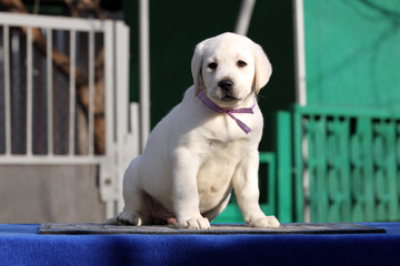 labrador puppy on a blue background