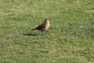 robin on the grass