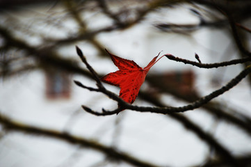 The last leaf before winter